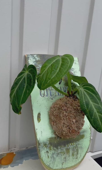 Anthurium Villenaorum