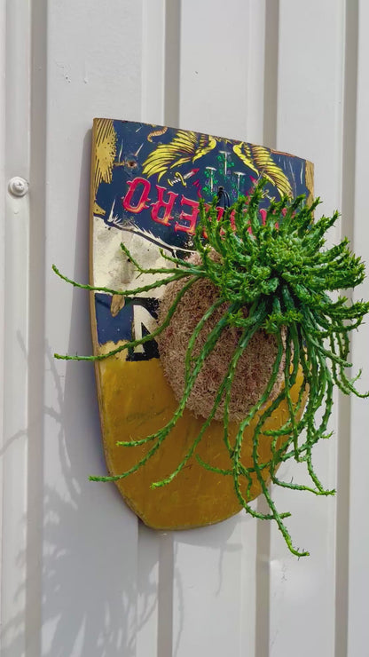Euphorbia flanaganii