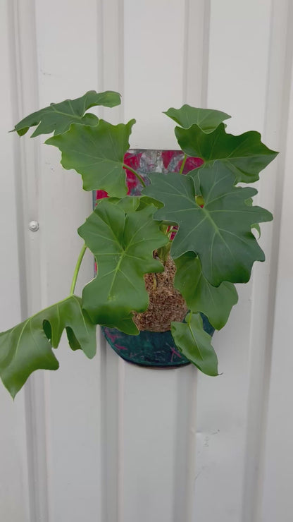 Philodendron st.