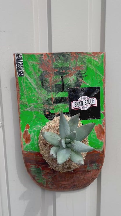 Aloe peglerae