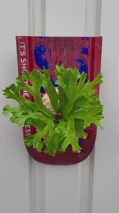 Asplenium antiqua Leslie