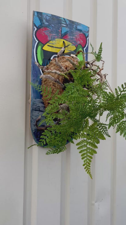 Humata tyermanii