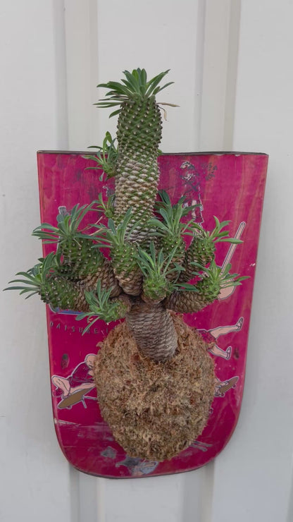 Euphorbia × Sotetsukirin