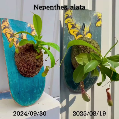 Nepenthes alata