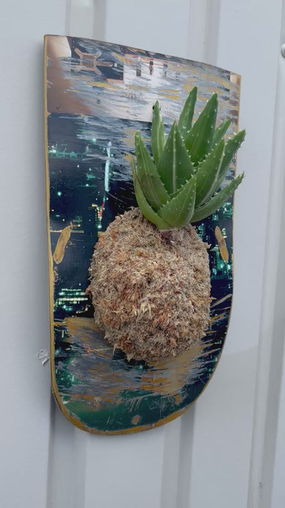 Aloe Nobilis f.Variegata