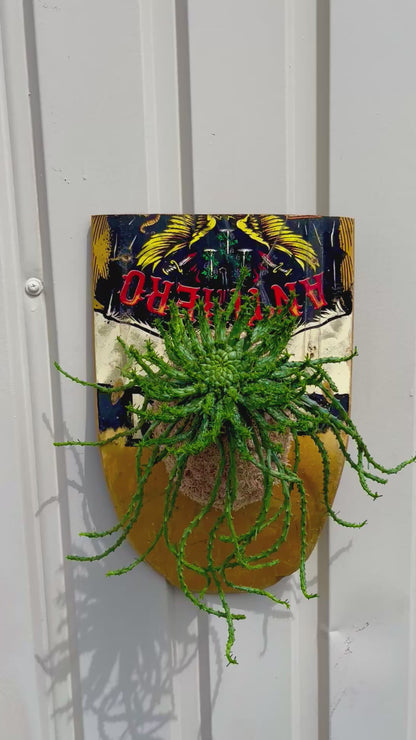 Euphorbia flanaganii