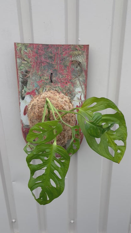 Monstera Friedrichsthalii