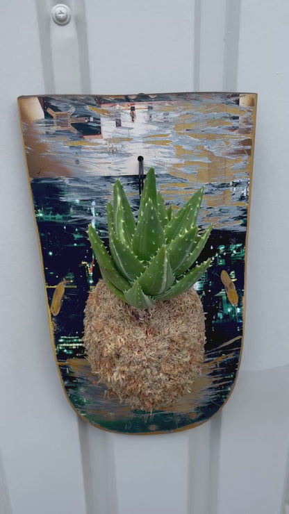 Aloe Nobilis f.Variegata