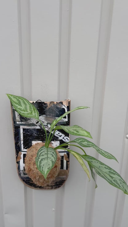 Aglaonema 'Silver Queen