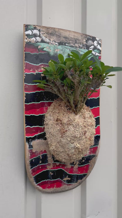 Euphorbia milii