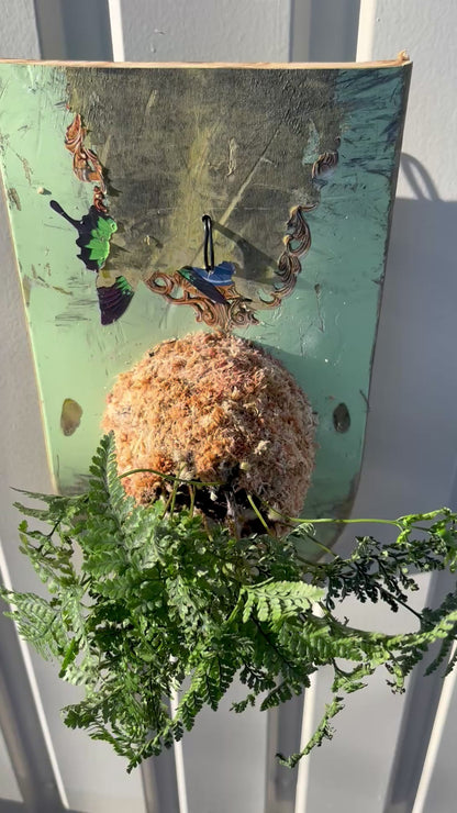 Humata tyermanii