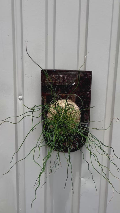 Juncus effusus Spiralis