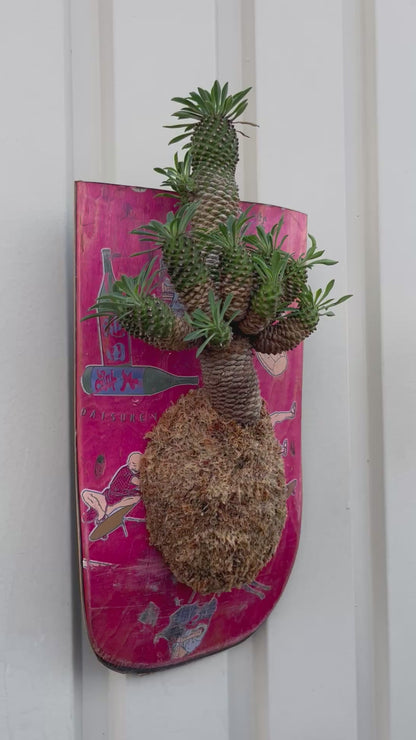 Euphorbia × Sotetsukirin