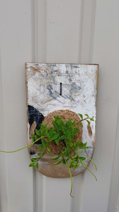 Peperomia dendrophylla