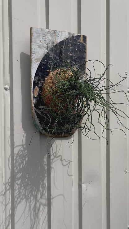 Juncus effusus Spiralis