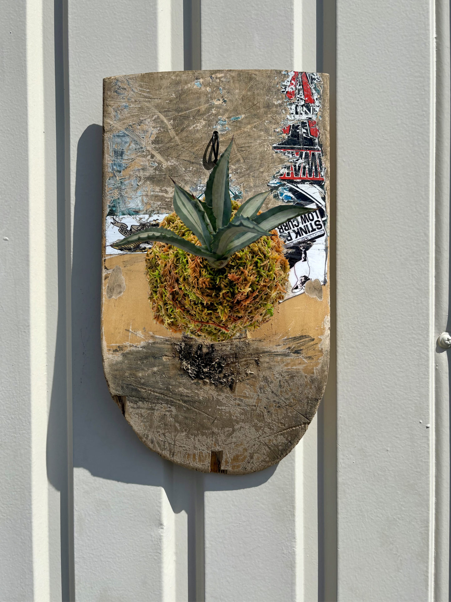 RAW DECK 01 / Agave americana mediopicta alba